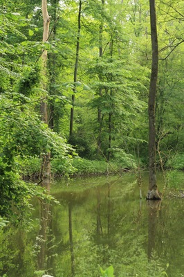 Eine der wenigen Stellen entlang der Isar im Großraum München die durch gelegentliche Überschwemmungen noch echten Auwaldcharakter hat.