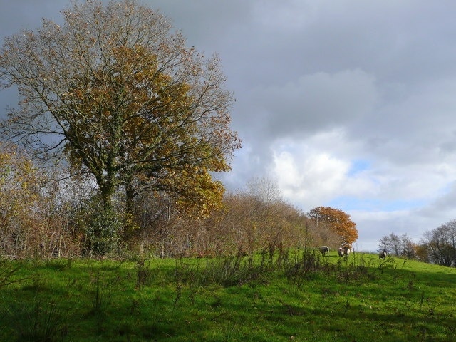 Sheep pasture Framed by autumnal trees and shower clouds.