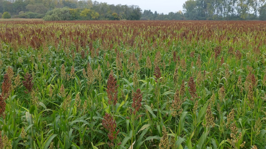 Photo "Sorghum bicolor in France" by Amada44 (Creative Commons Attribution-Share Alike 4.0) / Cropped from original