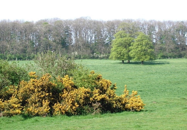 Southeast of Saxby Pasture on the western slopes of the Lincolnshire Wolds near the parish boundary between Saxby All Saints and Bonby, looking north-northeast towards Hill Side Plantation.