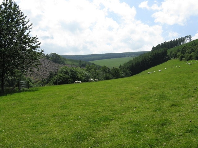 Sheep grazing at Neuadd Beyond the sheep is an exceedingly steep-sided valley.