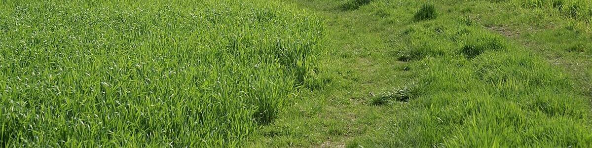 Photo "Keltern Weiler" by Augenstein (Creative Commons Attribution-Share Alike 3.0) / Cropped from original