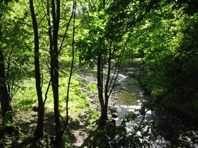 Trees along the Brox Burn at Uphall