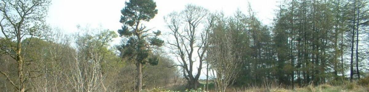 Photo "The Glen woodland path." by Chris Wimbush (Creative Commons Attribution-Share Alike 2.0) / Cropped from original