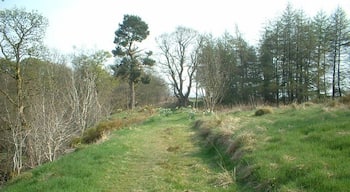 The Glen woodland path.