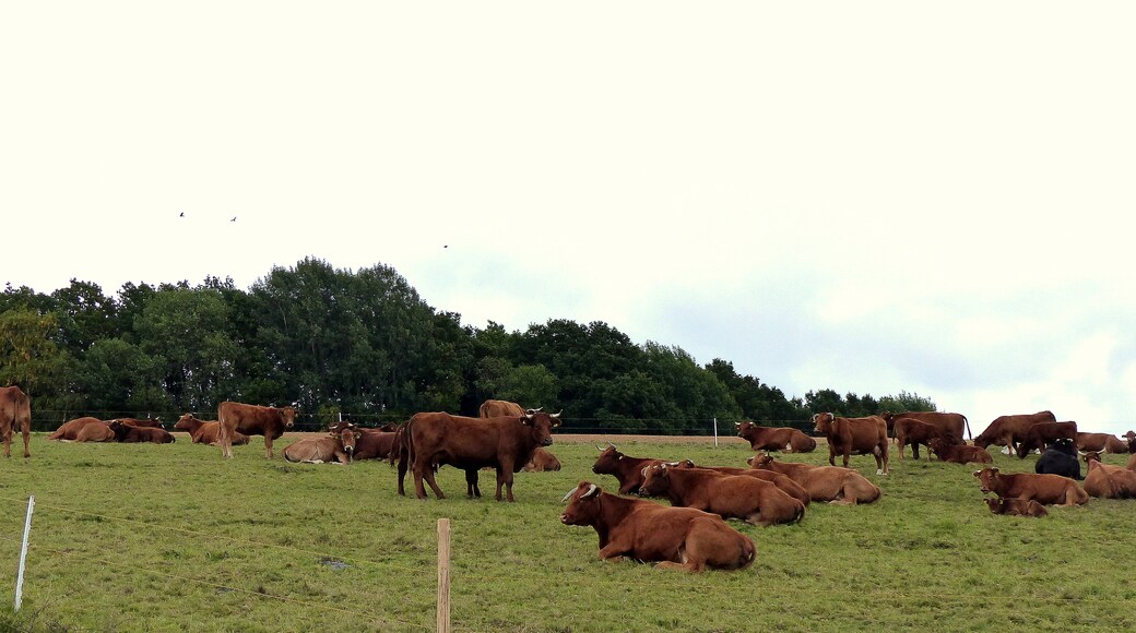 Photo "Niederkumbd" by giggel (CC BY) / Cropped from original