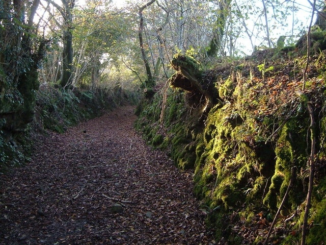 Track from Hall Cross The footpath to Blachford Park runs for half a mile along this disused track, a secluded route,if here very damp.