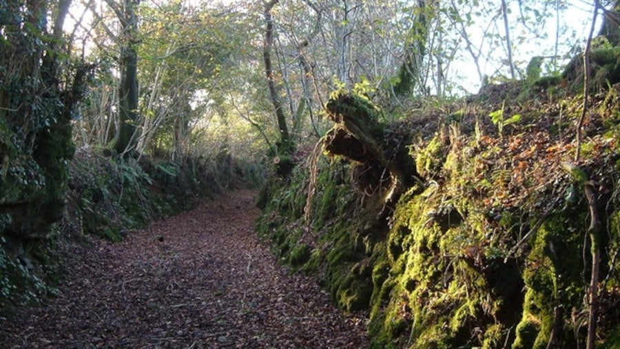 Photo "Track from Hall Cross The footpath to Blachford Park runs for half a mile along this disused track, a secluded route,if here very damp." by Derek Harper (Creative Commons Attribution-Share Alike 2.0) / Cropped from original