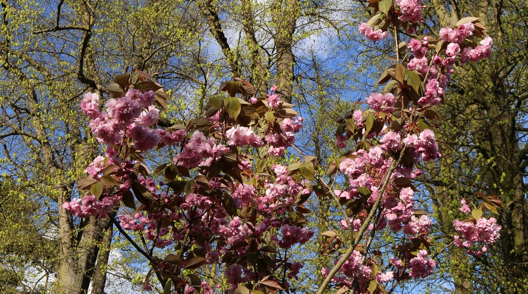 Kuva ”Stapleford Tawney” käyttäjältä Acabashi (CC BY-SA) / rajattu alkuperäisestä kuvasta