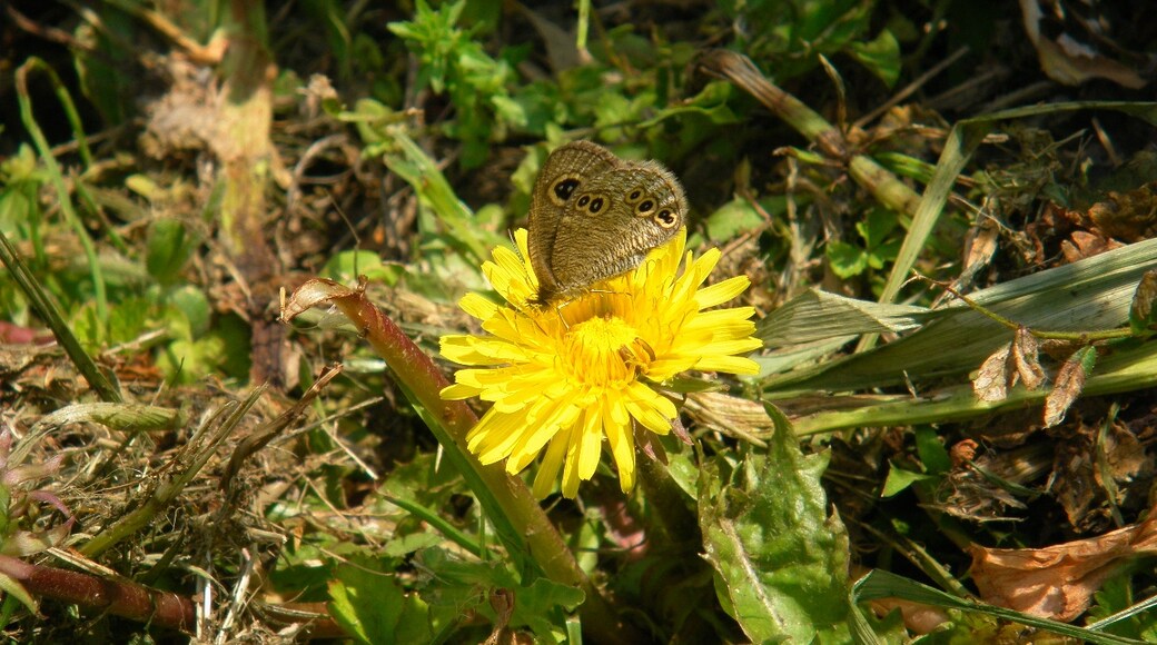 Ypthima argus. Futastumiya, Nishi-ku, Saitama Saitama prefecture, Japan.