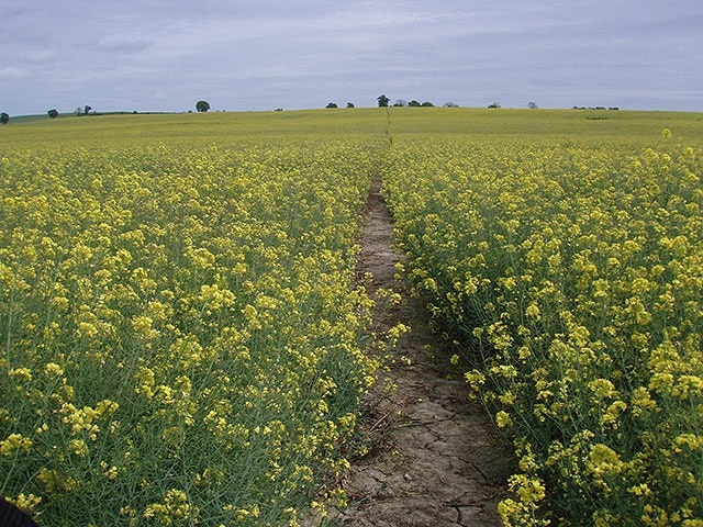 Oil Seed Rape on the HOEW A typical stretch of the Heart Of England Way passing through Oil Seed Rape fields. The pollen is difficult to remove from trousers!