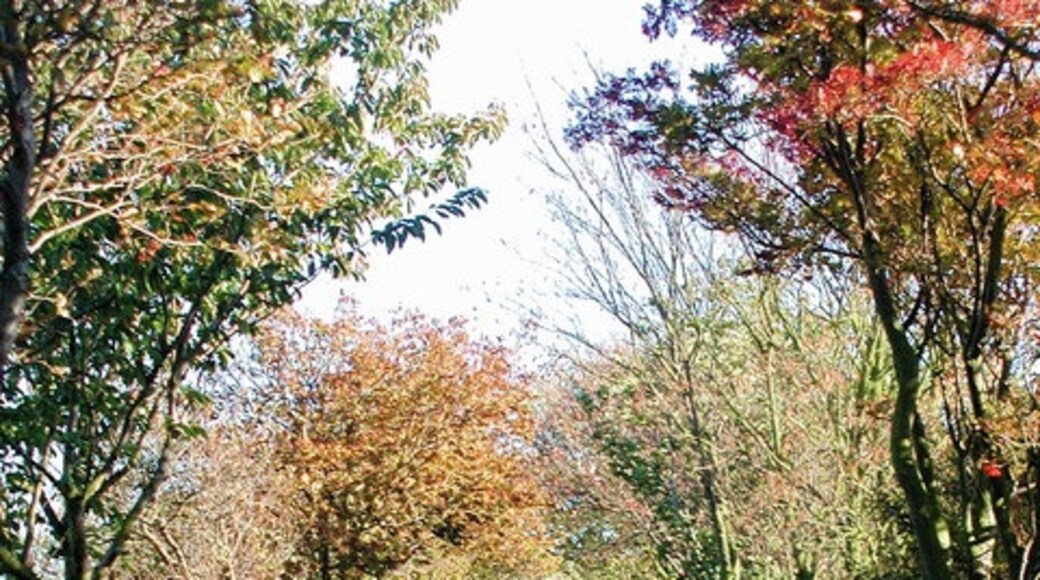 Billede "Sunk Island" af Paul Glazzard (CC BY-SA) / beskåret fra det originale billede