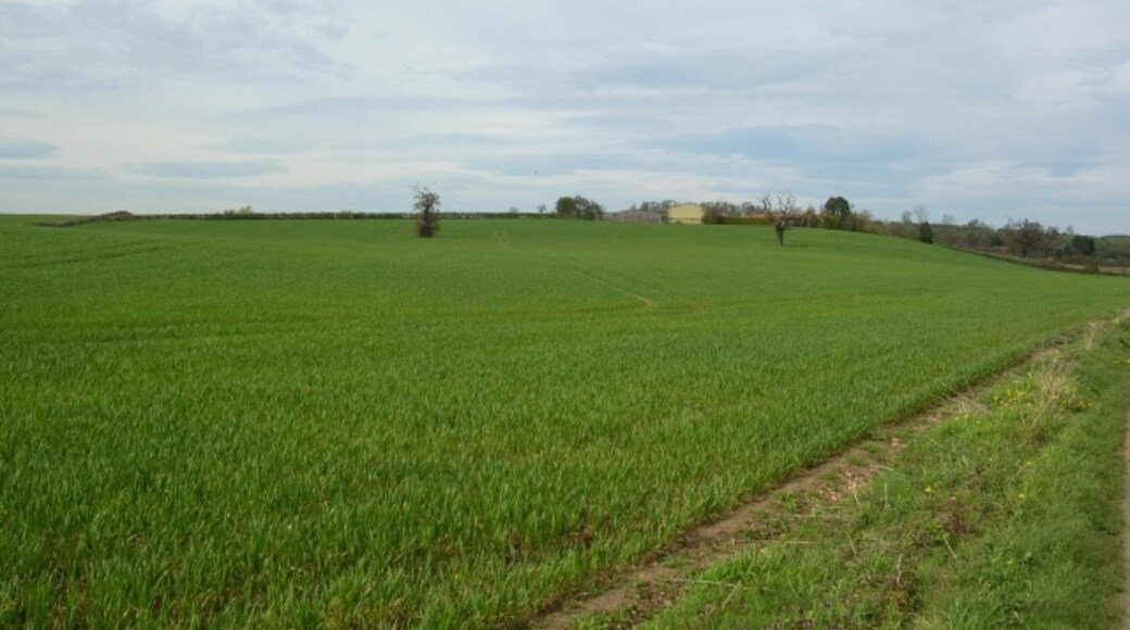 Foto “Crambe” tomada por DS Pugh (CC BY-SA); recorte de la original