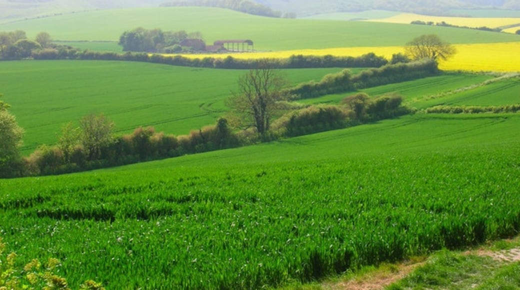 Foto "Berwick" de Simon Carey (CC BY-SA) / Recortada do original