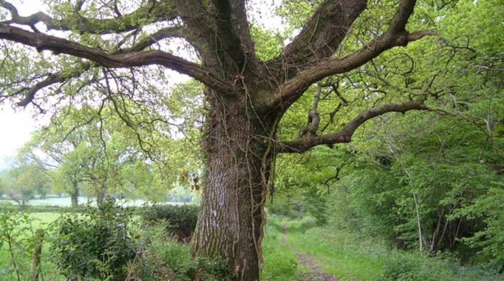 "Curland"-foto av Derek Harper (CC BY-SA) / Urklipp från original