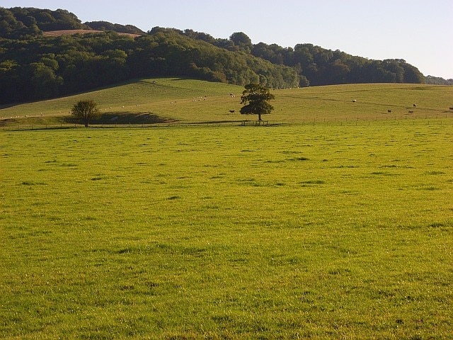 Pastures beneath Bidcombe Wood Looking up the slopes of Brimsdown Hill.