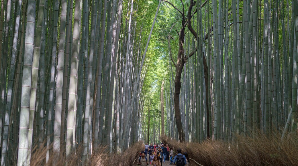 嵐山竹林小徑, 京都, 京都 (府), 日本