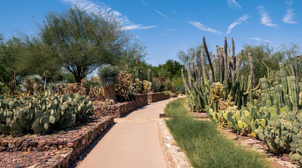 沙漠植物園, 鳳凰城, 亞利桑那, 美國