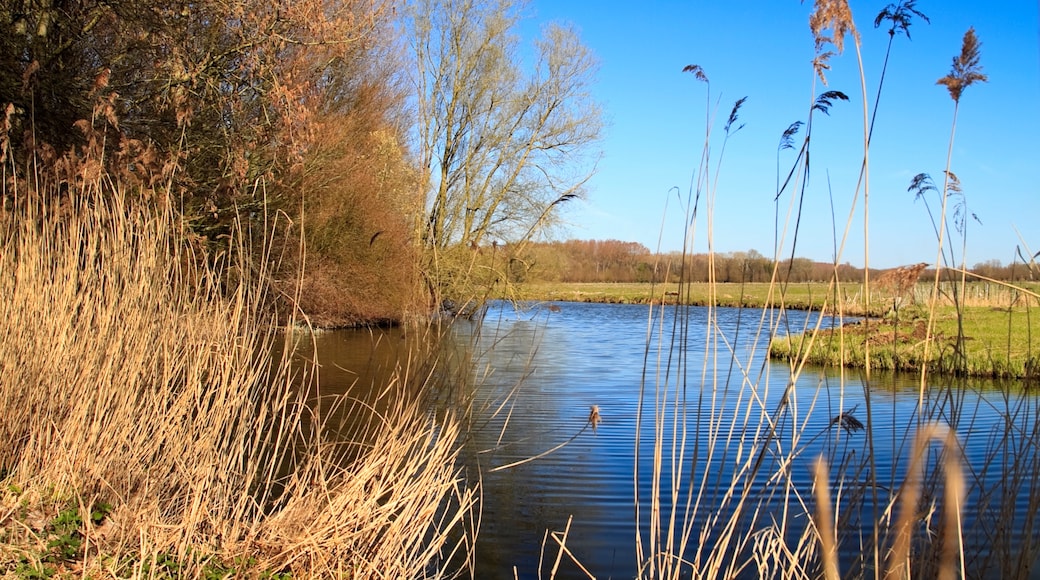 Parque Nacional Biesbosch