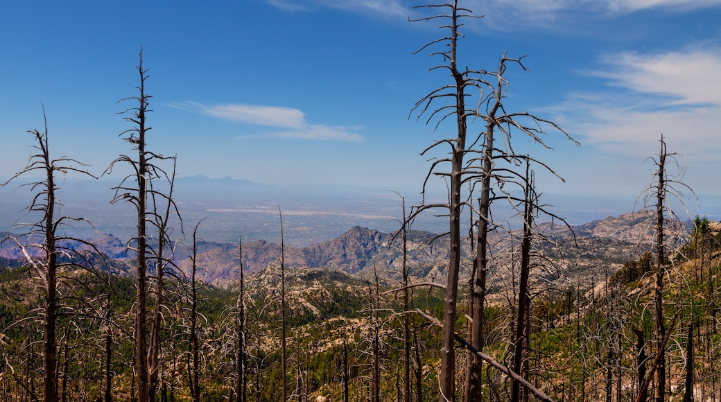 Montaña Lemmon