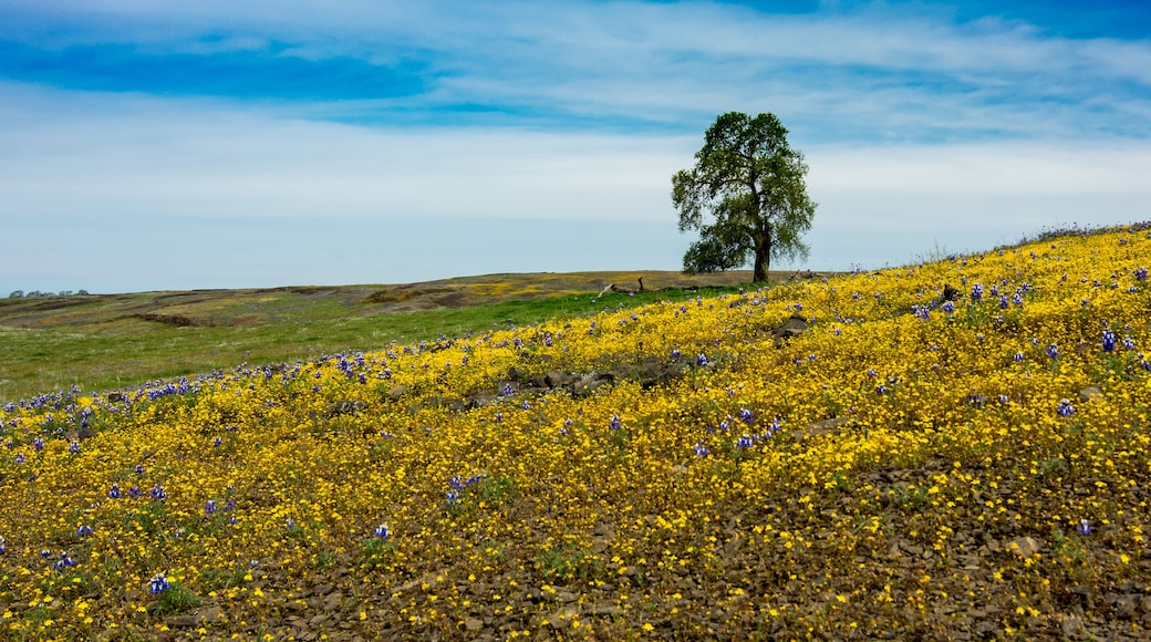 Butte County
