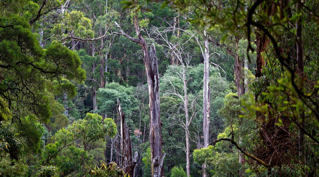 Dandenong Ranges National Park, Melbourne, Victoria, Australia