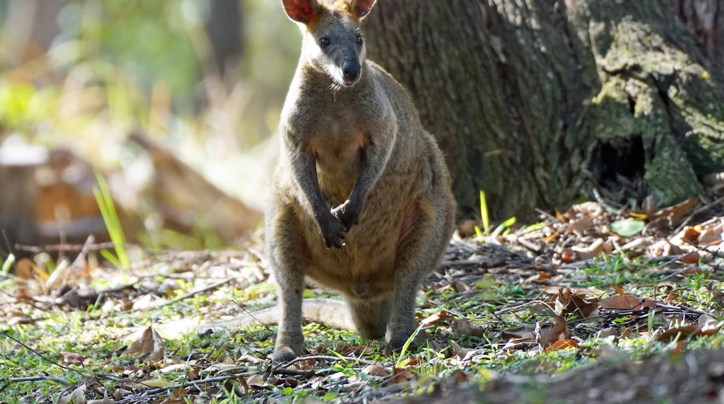 Elanora