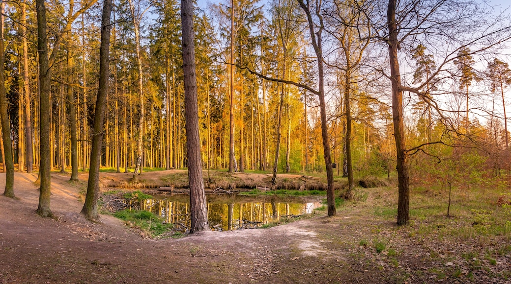 Forêt Kunratický les