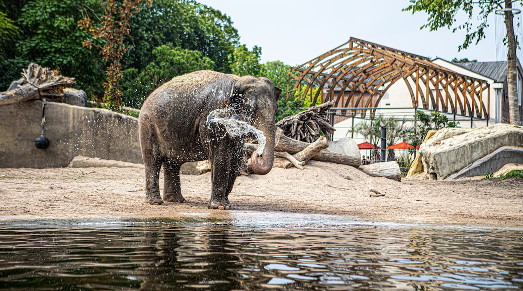 Artis zoo