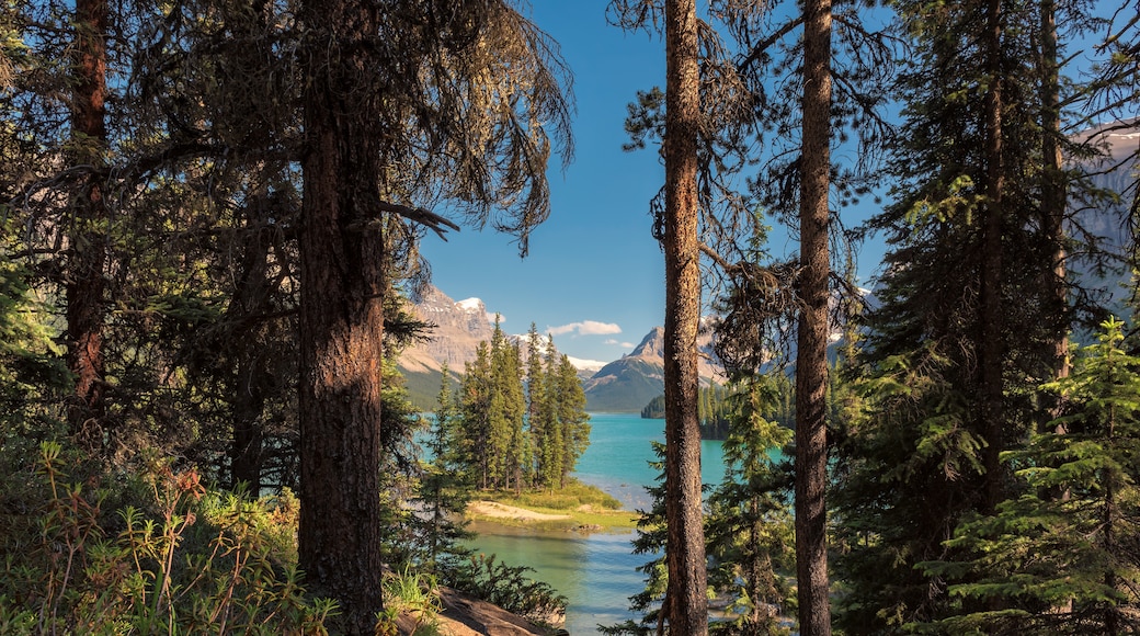 Banff Trail