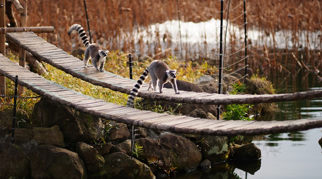 Kebun Bianatang Ueno