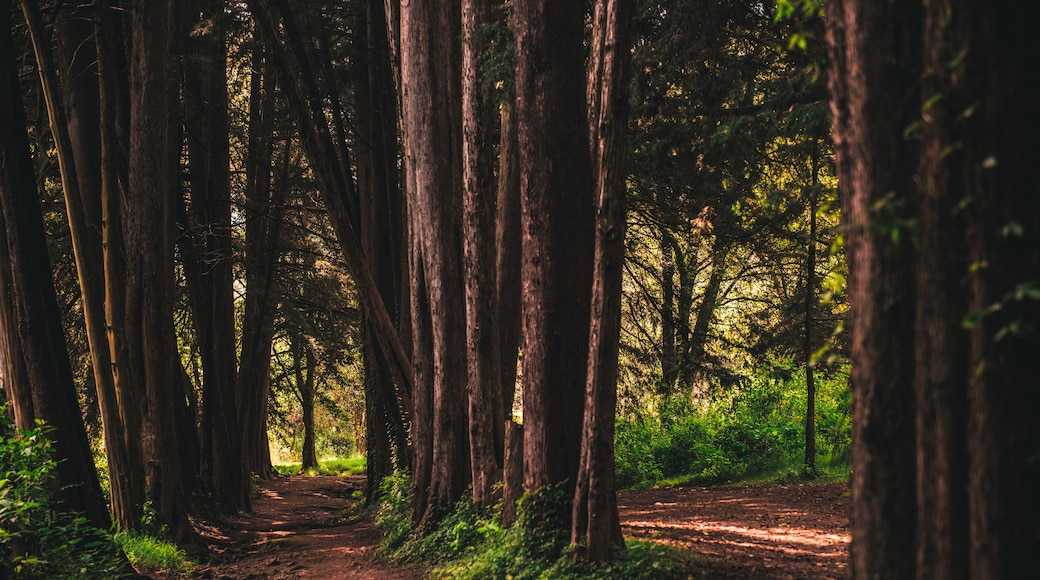 Parque de los Dinamos