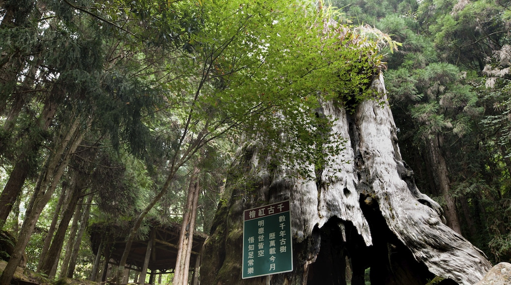 Shanlinxi Forest Recreation Area