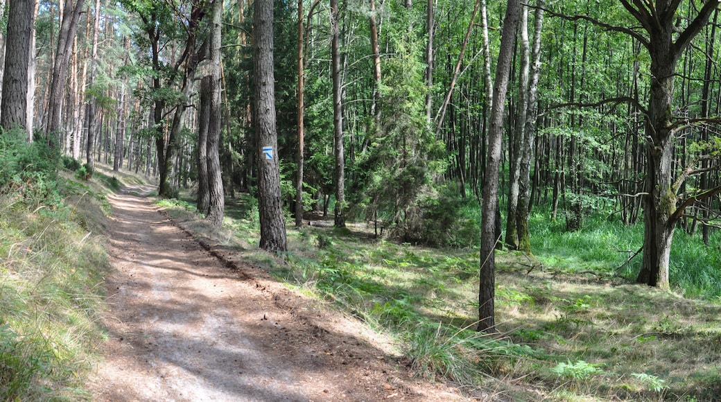 Bory Tucholskie National Park