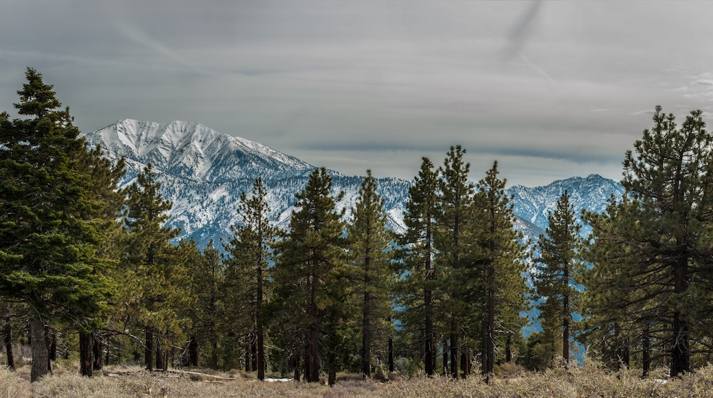 Wrightwood