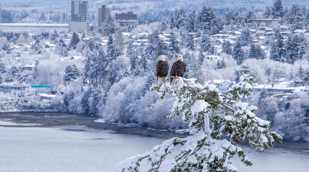 Departure Bay