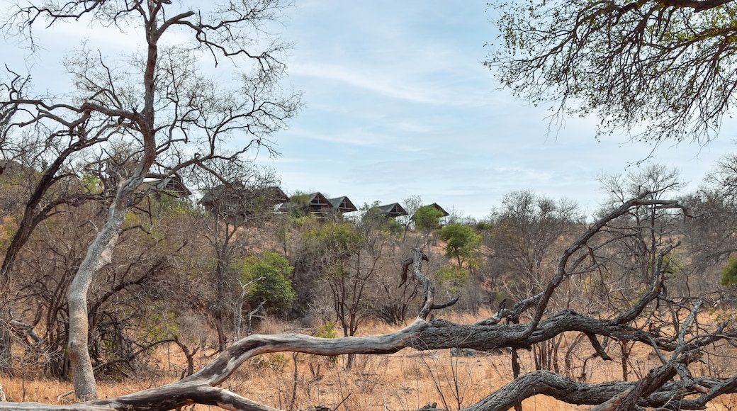 Resort e riserva privata di caccia Balule Game Reserve