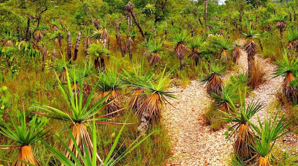 Alto Paraíso de Goiás