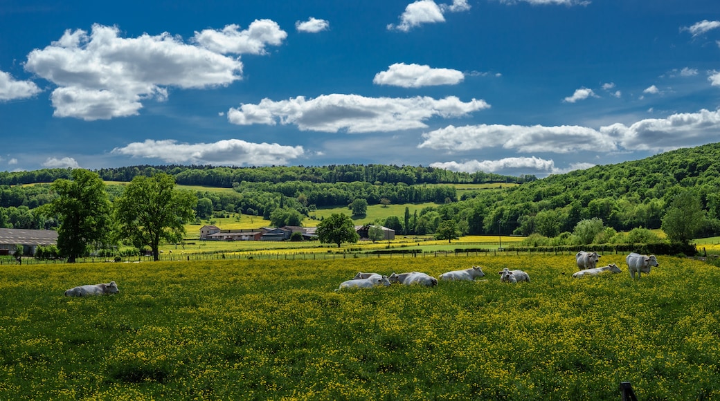 Floresta de Morvan