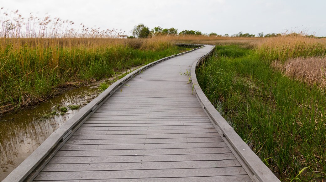 Calcasieu Lake