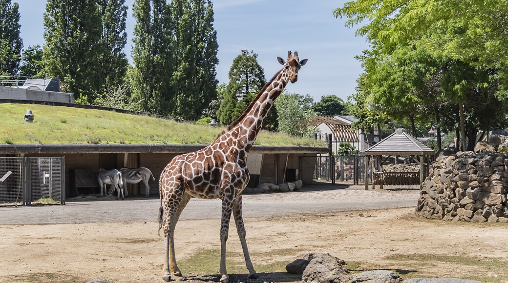 Artis zoo