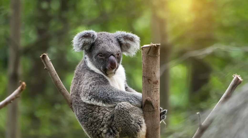 Lone Pine Koala Sanctuary, Brisbane, Queensland, Australia
