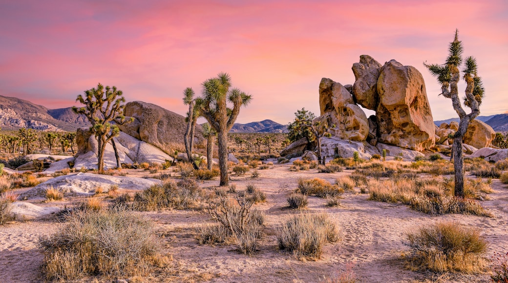 Joshua Tree