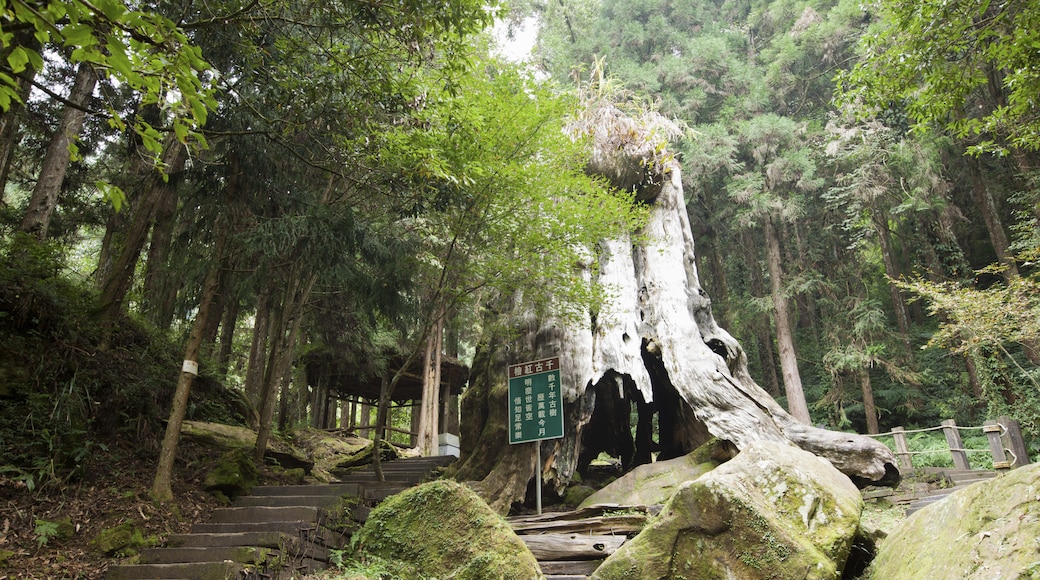 สวนป่านันทนาการ Shanlinxi