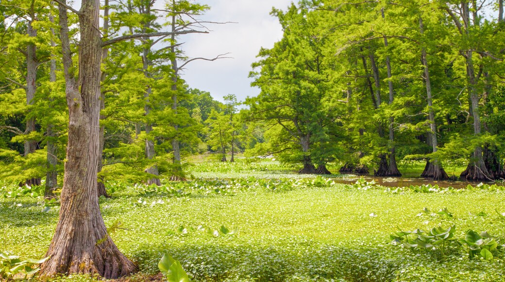 Reelfoot Lake