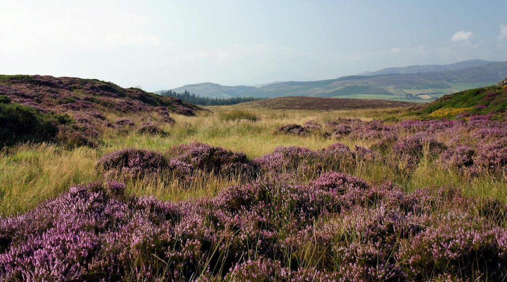 Cooley Mountains