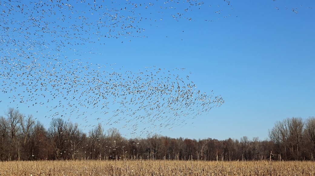 Reelfoot Lake