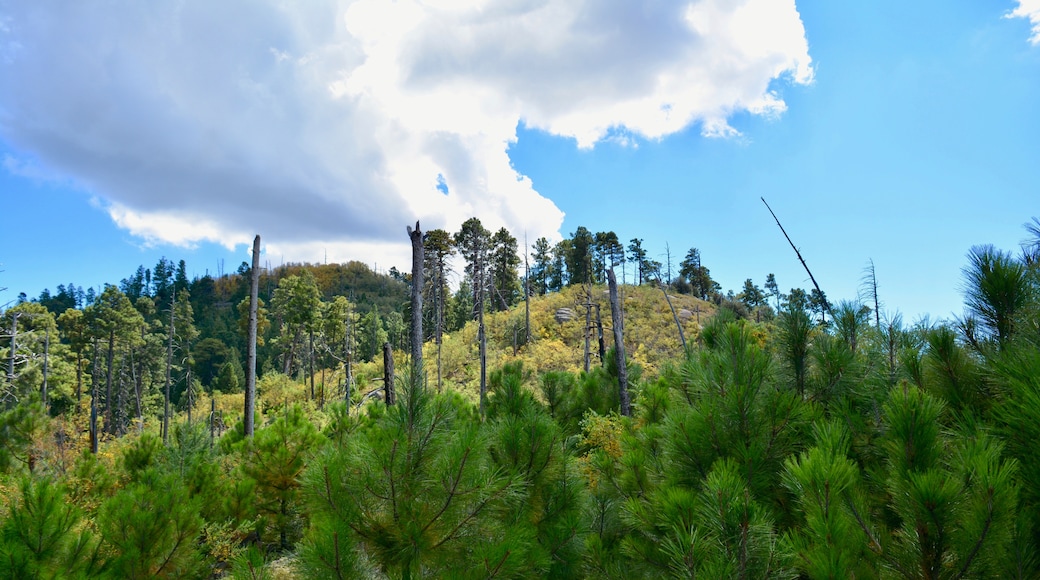 Mount Lemmon