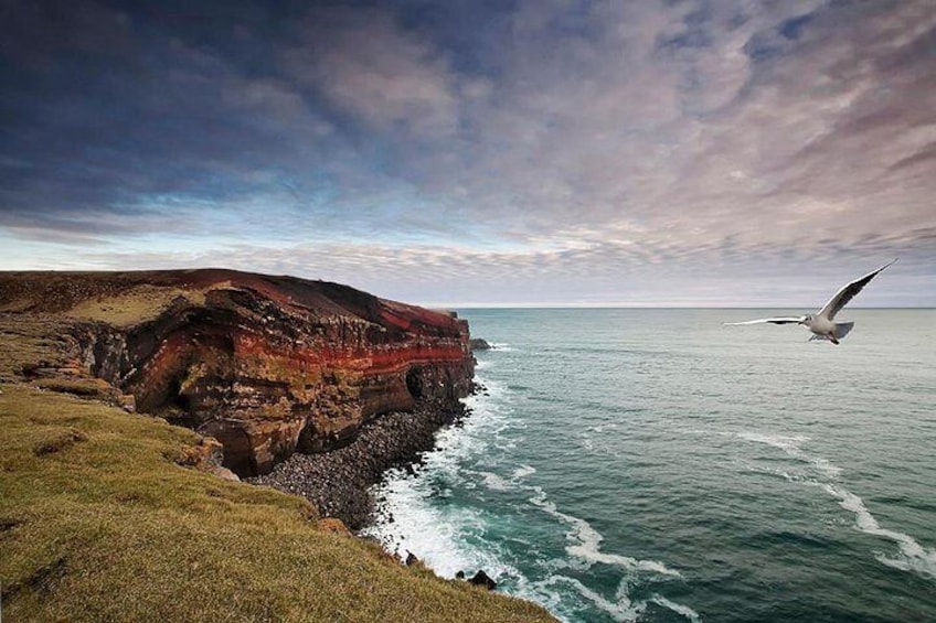 Krýsuvíkurbjarg - A birdwatching cliff on the Reykjanes Peninsula