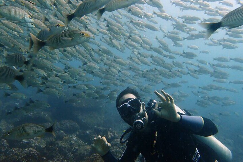 Diver with a school of fish